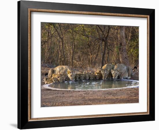 Asiatic Lionesses and Cubs Drinking from Pool, Gir Forest NP, Gujarat, India-Uri Golman-Framed Photographic Print