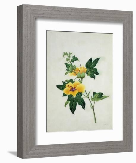 Asiatic Tree Cotton, c.1800-40-null-Framed Giclee Print