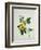 Asiatic Tree Cotton, c.1800-40-null-Framed Giclee Print