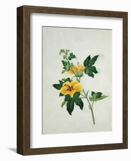 Asiatic Tree Cotton, c.1800-40-null-Framed Giclee Print