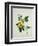 Asiatic Tree Cotton, c.1800-40-null-Framed Giclee Print