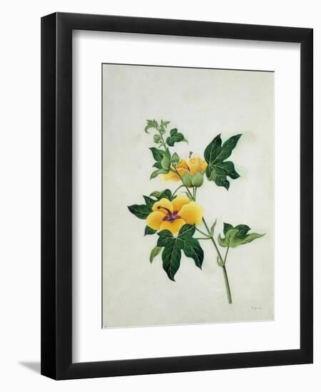 Asiatic Tree Cotton, c.1800-40-null-Framed Giclee Print