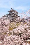 Japanese Castle and Beautiful Pink Cherry Blossom Shot in Japan-aslysun-Photographic Print