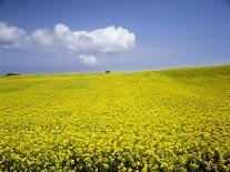 Wheat field, Biei, Hokkaido, Japan-Aso Fujita-Framed Photographic Print