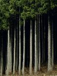 Japanese cedar forest, Akita Prefecture, Japan-Aso Fujita-Framed Photographic Print