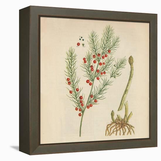 'Asparagus', 1947-Elizabeth Blackwell-Framed Premier Image Canvas