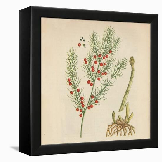 'Asparagus', 1947-Elizabeth Blackwell-Framed Premier Image Canvas