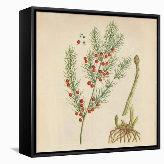 'Asparagus', 1947-Elizabeth Blackwell-Framed Premier Image Canvas