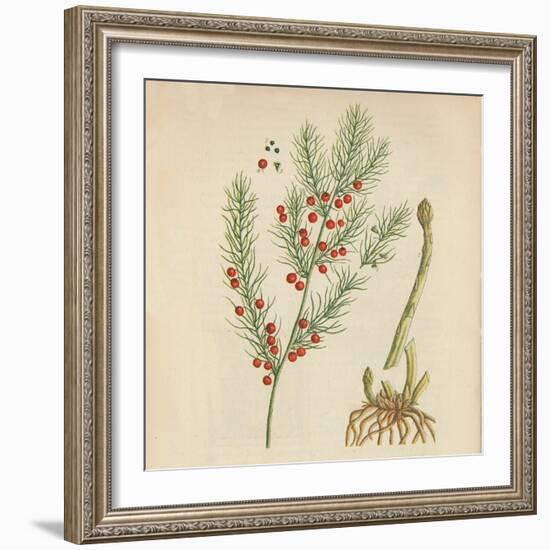 'Asparagus', 1947-Elizabeth Blackwell-Framed Giclee Print