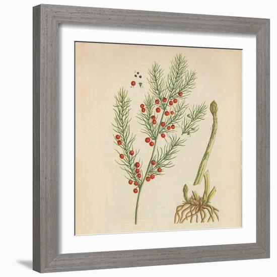 'Asparagus', 1947-Elizabeth Blackwell-Framed Giclee Print