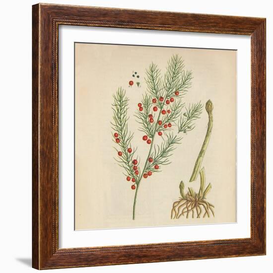 'Asparagus', 1947-Elizabeth Blackwell-Framed Giclee Print