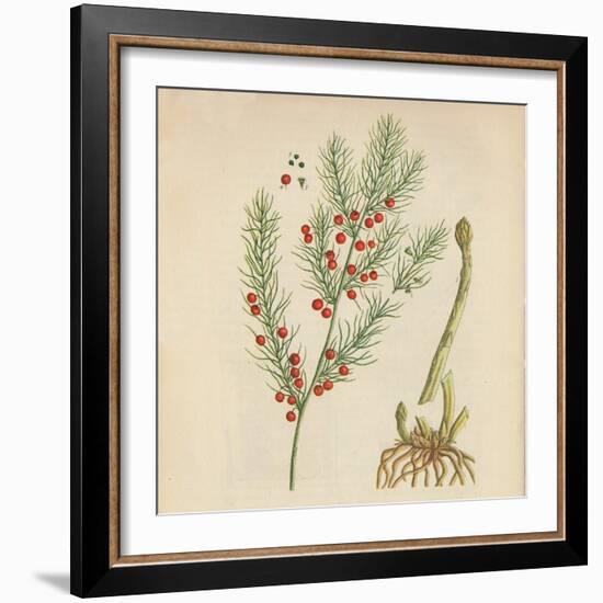 'Asparagus', 1947-Elizabeth Blackwell-Framed Giclee Print