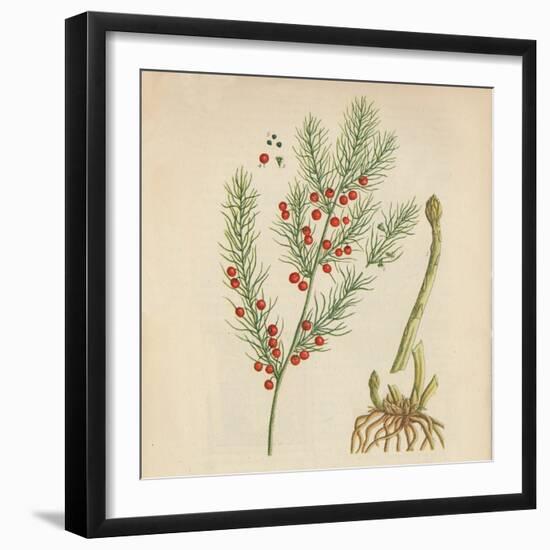 'Asparagus', 1947-Elizabeth Blackwell-Framed Giclee Print