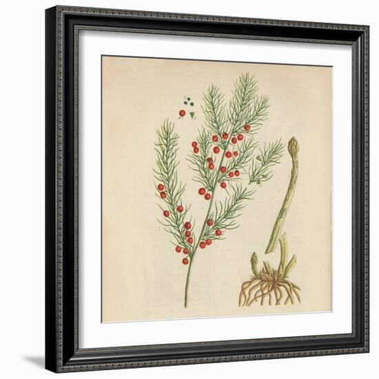 'Asparagus', 1947-Elizabeth Blackwell-Framed Giclee Print