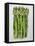 Asparagus, 2013-Jennifer Abbott-Framed Premier Image Canvas