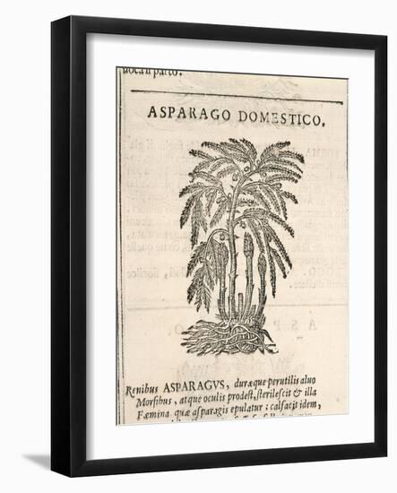 Asparagus (Asparagus Officinalis), by Castore Durante, 1585-null-Framed Giclee Print