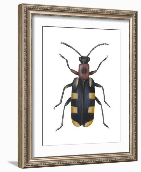 Asparagus Beetle (Criocerus Asparagi), Insects-Encyclopaedia Britannica-Framed Art Print