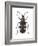 Asparagus Beetle (Criocerus Asparagi), Insects-Encyclopaedia Britannica-Framed Art Print