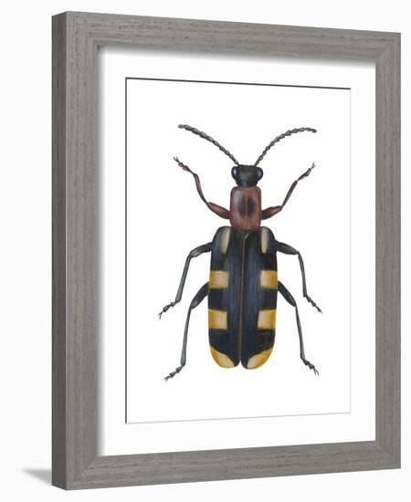 Asparagus Beetle (Criocerus Asparagi), Insects-Encyclopaedia Britannica-Framed Art Print