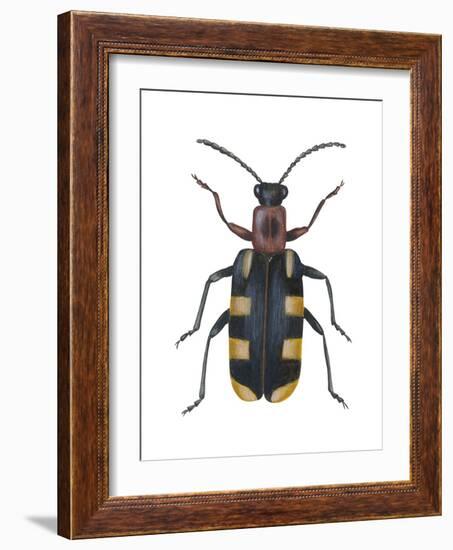 Asparagus Beetle (Criocerus Asparagi), Insects-Encyclopaedia Britannica-Framed Art Print