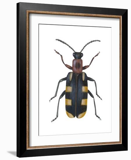 Asparagus Beetle (Criocerus Asparagi), Insects-Encyclopaedia Britannica-Framed Art Print