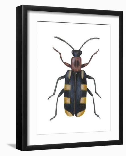 Asparagus Beetle (Criocerus Asparagi), Insects-Encyclopaedia Britannica-Framed Art Print