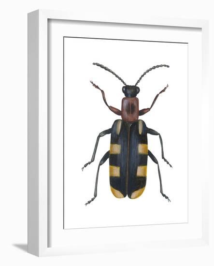 Asparagus Beetle (Criocerus Asparagi), Insects-Encyclopaedia Britannica-Framed Art Print