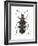 Asparagus Beetle (Criocerus Asparagi), Insects-Encyclopaedia Britannica-Framed Art Print