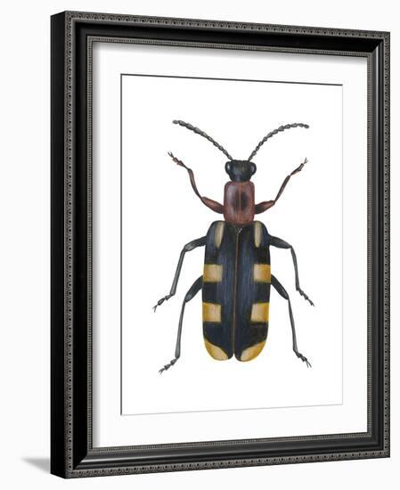 Asparagus Beetle (Criocerus Asparagi), Insects-Encyclopaedia Britannica-Framed Art Print