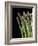 Asparagus Bundle (Asparagus Officinalis), Italy-Nico Tondini-Framed Photographic Print