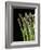 Asparagus Bundle (Asparagus Officinalis), Italy-Nico Tondini-Framed Photographic Print