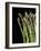 Asparagus Bundle (Asparagus Officinalis), Italy-Nico Tondini-Framed Photographic Print