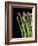 Asparagus Bundle (Asparagus Officinalis), Italy-Nico Tondini-Framed Photographic Print
