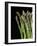 Asparagus Bundle (Asparagus Officinalis), Italy-Nico Tondini-Framed Photographic Print