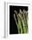 Asparagus Bundle (Asparagus Officinalis), Italy-Nico Tondini-Framed Photographic Print