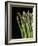 Asparagus Bundle (Asparagus Officinalis), Italy-Nico Tondini-Framed Photographic Print