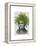 Asparagus Fern Head Plant Head-Fab Funky-Framed Stretched Canvas