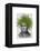 Asparagus Fern Head Plant Head-Fab Funky-Framed Stretched Canvas