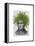 Asparagus Fern Head Plant Head-Fab Funky-Framed Stretched Canvas