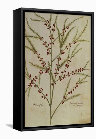 Asparagus. from 'Camerarius Florilegium'-Joachim Camerarius-Framed Premier Image Canvas