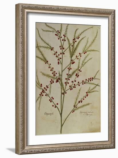Asparagus. from 'Camerarius Florilegium'-Joachim Camerarius-Framed Giclee Print