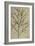 Asparagus. from 'Camerarius Florilegium'-Joachim Camerarius-Framed Giclee Print
