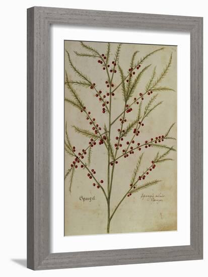 Asparagus. from 'Camerarius Florilegium'-Joachim Camerarius-Framed Giclee Print