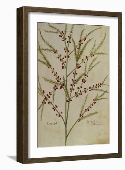 Asparagus. from 'Camerarius Florilegium'-Joachim Camerarius-Framed Giclee Print