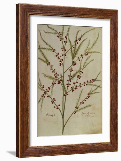 Asparagus. from 'Camerarius Florilegium'-Joachim Camerarius-Framed Giclee Print