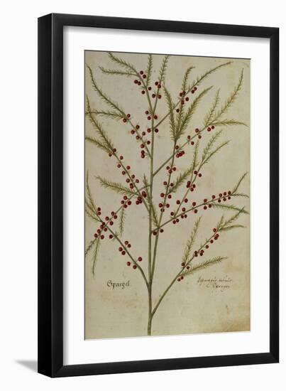 Asparagus. from 'Camerarius Florilegium'-Joachim Camerarius-Framed Giclee Print