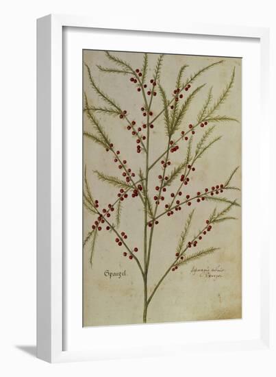 Asparagus. from 'Camerarius Florilegium'-Joachim Camerarius-Framed Giclee Print