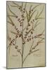 Asparagus. from 'Camerarius Florilegium'-Joachim Camerarius-Mounted Giclee Print