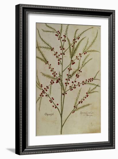 Asparagus. from 'Camerarius Florilegium'-Joachim Camerarius-Framed Giclee Print