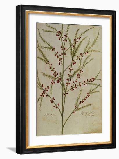 Asparagus. from 'Camerarius Florilegium'-Joachim Camerarius-Framed Giclee Print